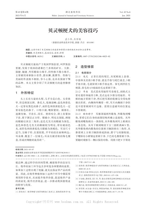 贝灵顿梗犬的美容技巧