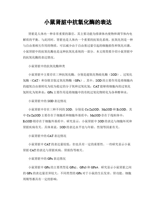 小鼠肾脏中抗氧化酶的表达