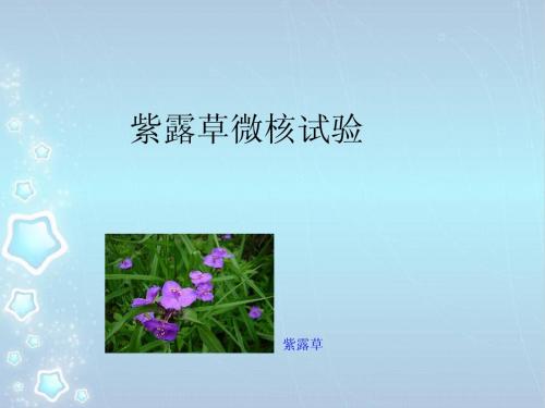 紫露草微核试验