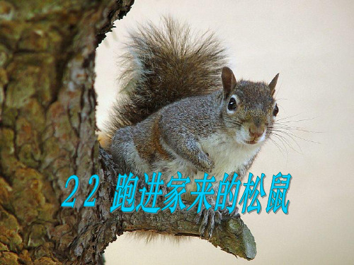 《22跑进家来的松鼠课》教学2PPT课件