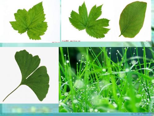 青岛版科学上10、植物的叶(一)
