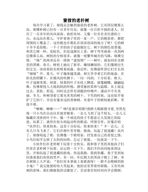 《窗前的老朴树》初中作文