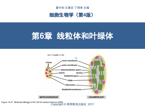第6章线粒体和叶绿体