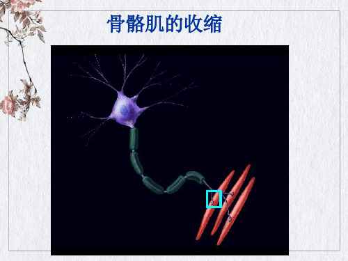 神经干及骨骼肌动作电位及肌张力的同步记录ppt课件