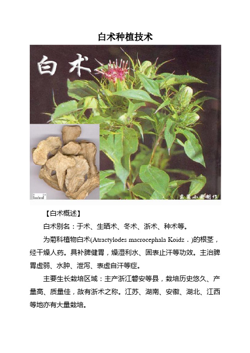 白术种植技术课件资料