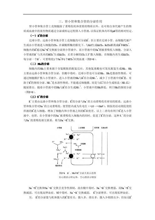 肾小管和集合管的分泌作用.