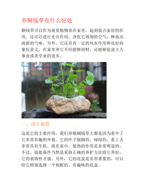 养铜钱草有什么好处