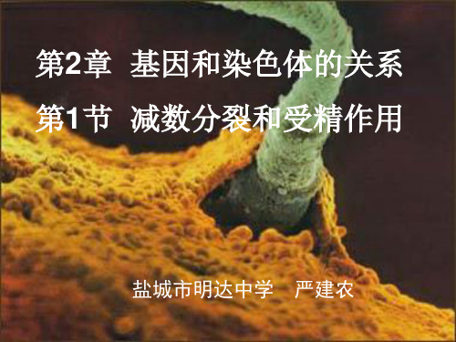 减数分裂和受精作用课件