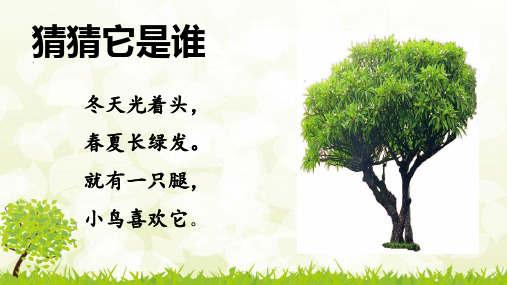 二年级上语文课堂课件-《树之歌》部编本