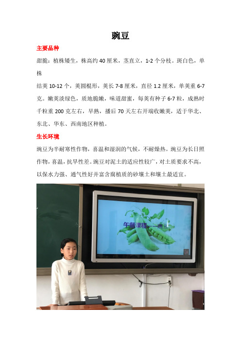豌豆