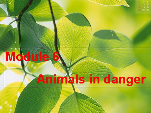 Module_6_Animals_in_Danger课件