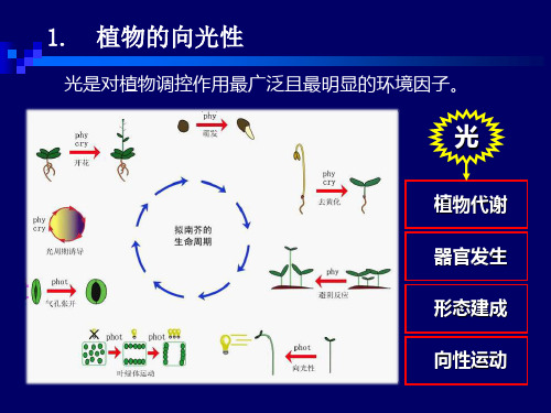 植物向光性研究进展31页PPT