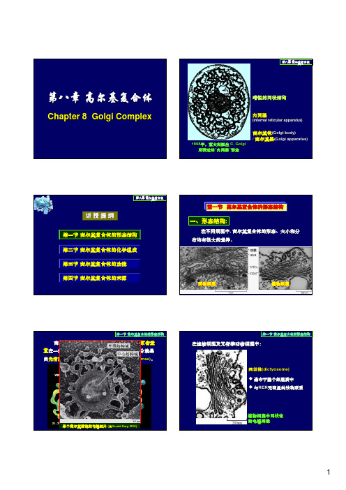 第08章 高尔基复合体与细胞分泌