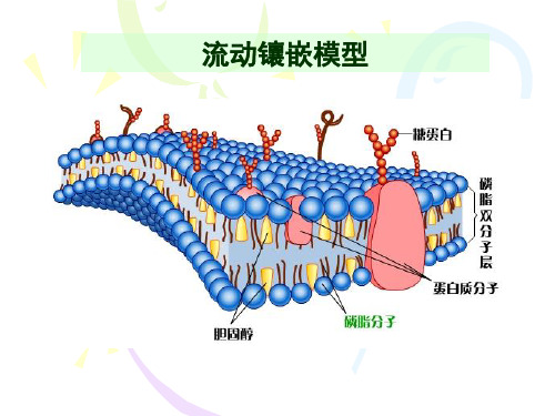 4.3物质跨膜运输的方式
