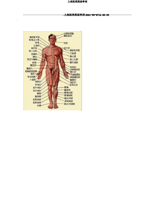 人体肌肉英语单词
