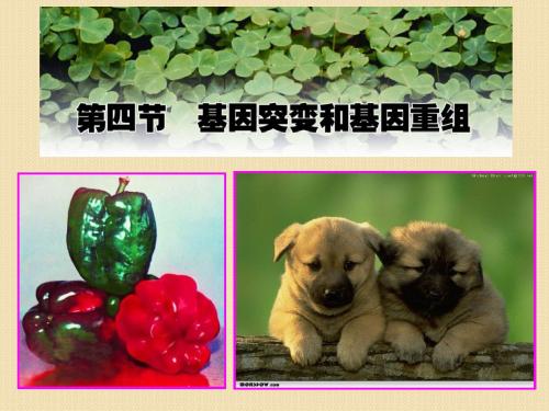 生物：4.4《基因突变和基因重组》课时1课件(苏教版必修2)共29页