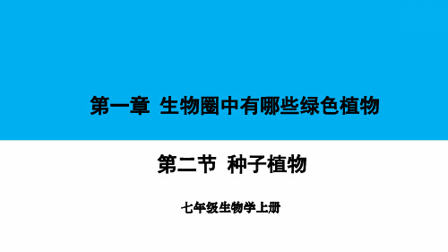 七年级生物上册教学课件《种子植物》