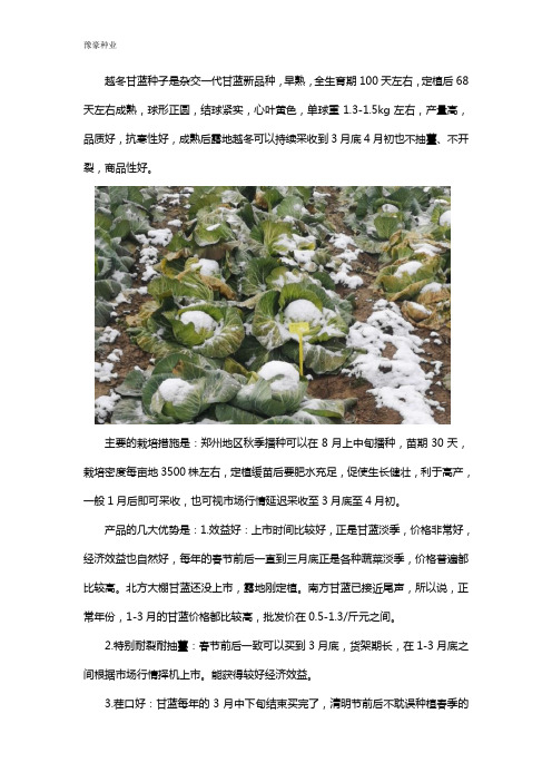 越冬甘蓝种子品种详细介绍