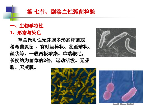 第七节 副溶血性弧菌