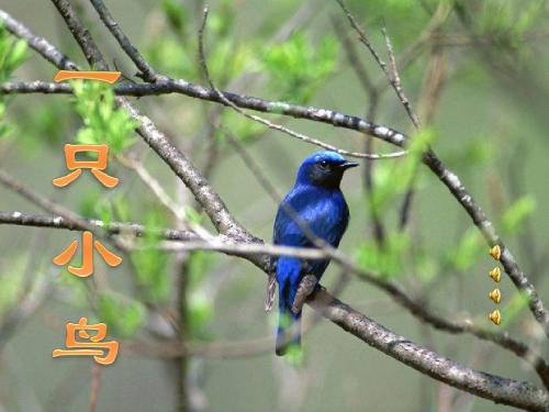 北师大版语文第五册《一只小鸟》PPT课件1PPT、优质教学课件