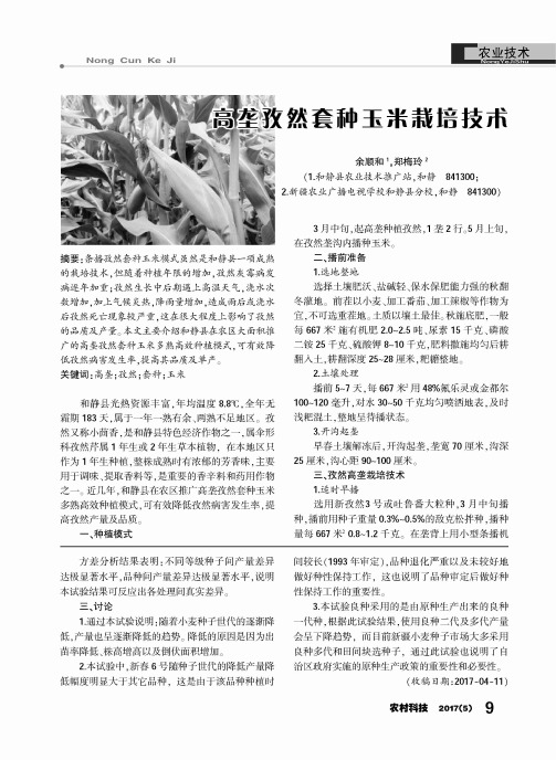 高垄孜然套种玉米栽培技术