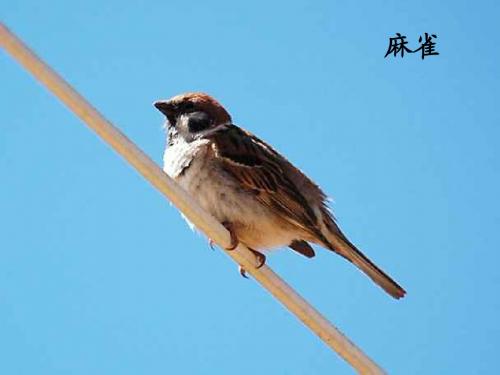 明天不封阳台