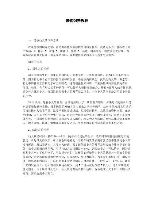 德牧饲养教程