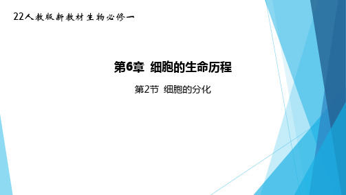 22人教版新教材生物必修一课件--细胞的分化