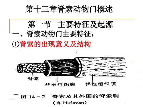 13脊索动物