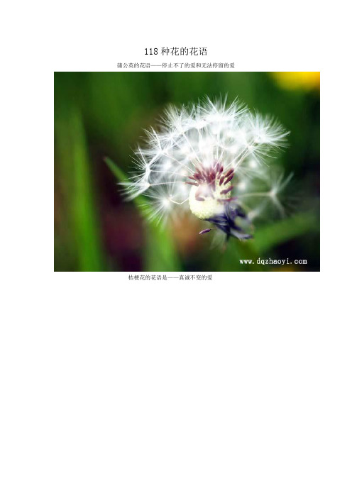 118种花的花语
