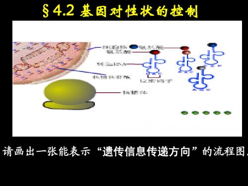 第2节 基因对性状的控制(课件)