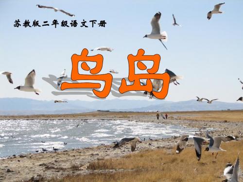 《鸟岛》PPT课件
