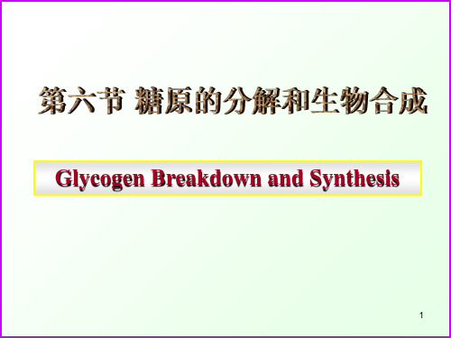 糖代谢-糖原的分解和生物合成