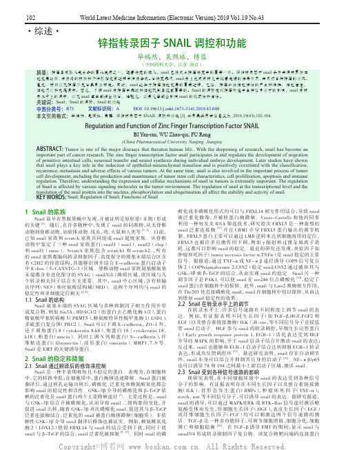 锌指转录因子SNAIL调控和功能
