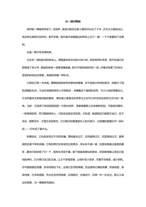 向一棵树鞠躬_阅读及答案