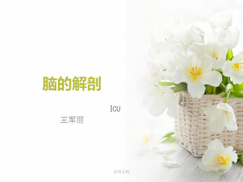 大脑解剖结构最新版本