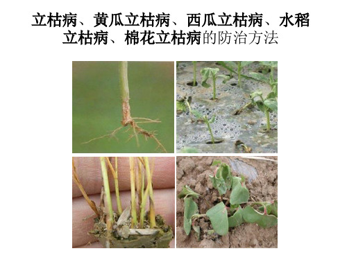 立枯病、黄瓜立枯病、棉花立枯病、水稻立枯病、西瓜立枯病的防治方法