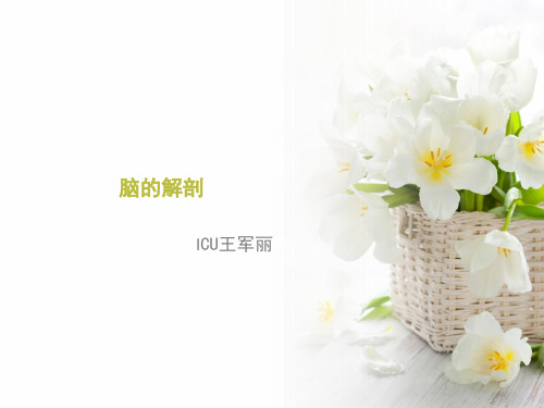 大脑解剖结构24411