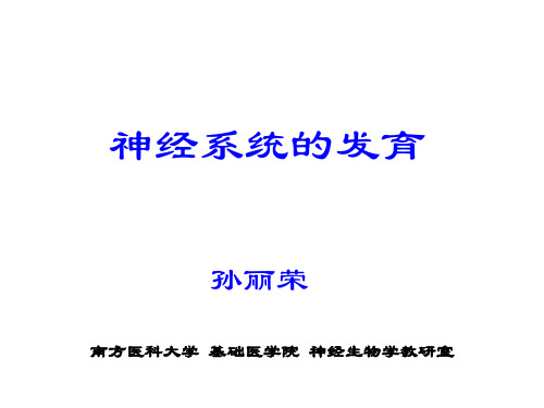 神经系统的发育ppt课件