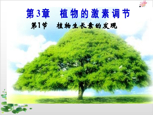 人教版高中生物必修三植物生长素的发现-ppt精品课件
