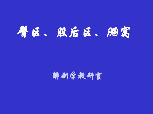 局部解剖学03臀区、股后、腘窝