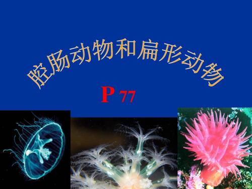 冀少版七年级生物上册第一单元第四章第二节腔肠动物和扁形动物课件