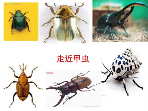 草虫的村落ppt