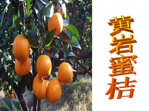 农产品黄岩蜜桔