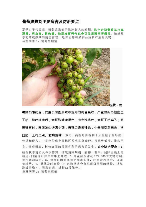 葡萄成熟期主要病害及防治要点