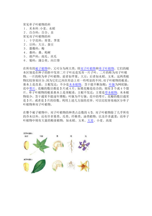 单子叶双子叶