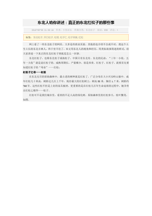 红松子采集