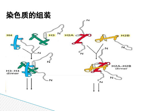 第六节 染色质重塑