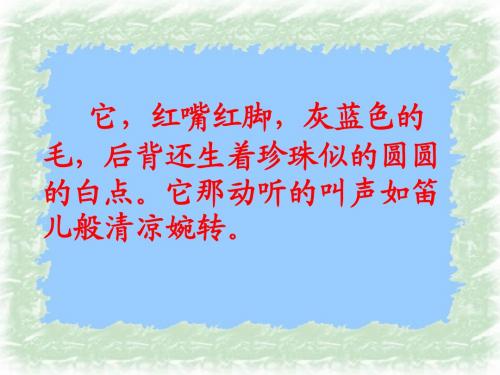 《16珍珠鸟》PPT课件
