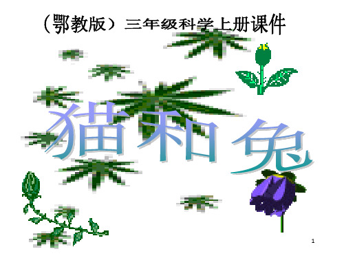 《兔与猫》PPT课件